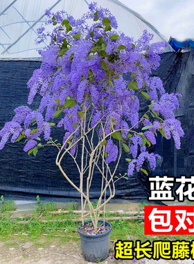 泰国大叶蓝花藤苗小叶兰花许愿藤阳台庭院四季开蓝色花卉爬藤植物