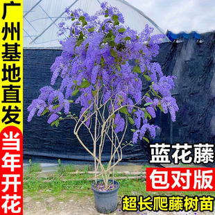泰国大叶蓝花藤苗小叶兰花许愿藤阳台庭院四季开蓝色花卉爬藤植物