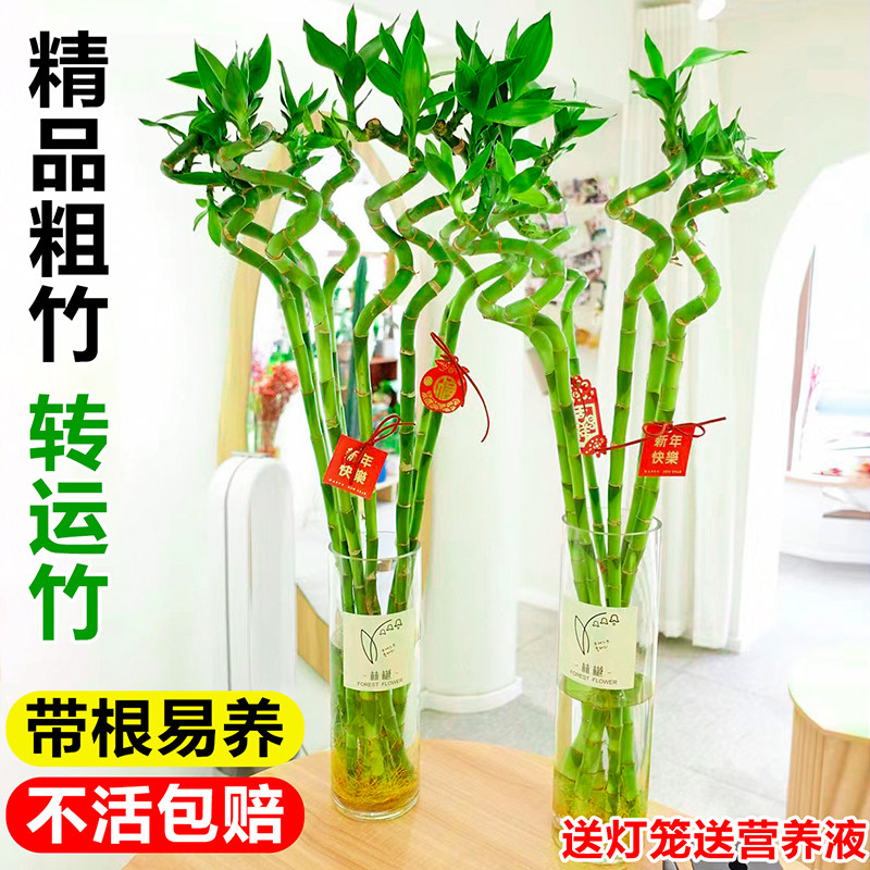 带根水养转运竹富贵竹盆栽客厅室内水培旺宅招财绿植物节节高竹子