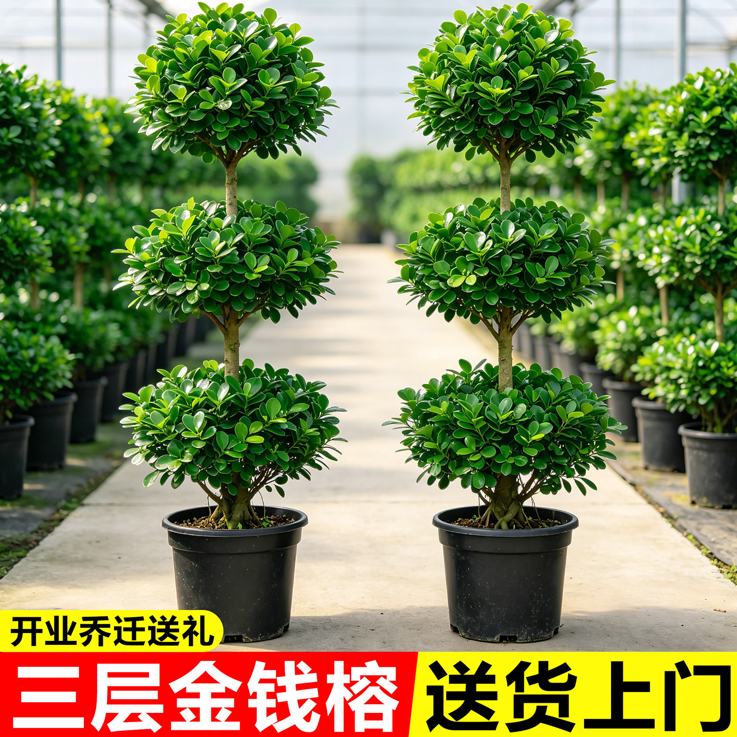 金钱榕树苗室内盆栽植物大型客厅好养摇钱树绿植办公室落地招财树