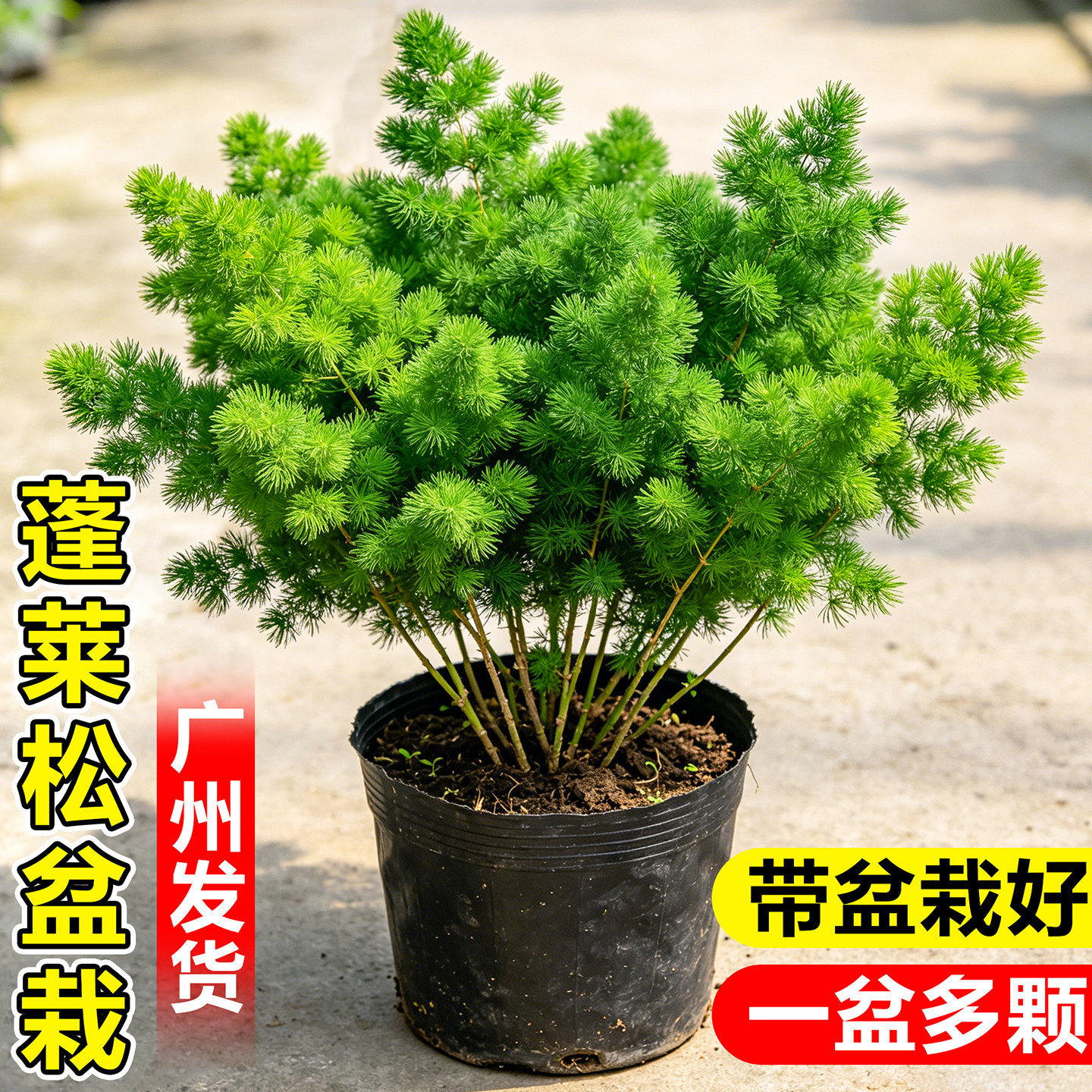 蓬莱松室内盆栽桌面绿植客厅茶几摆件云竹招财植物松树老桩大盆景