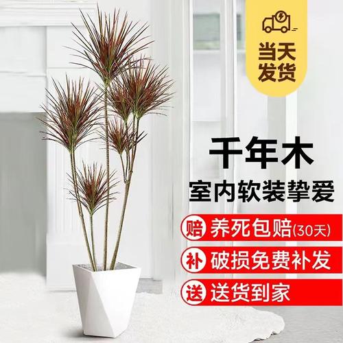 千年木盆栽净化空气吸甲醛