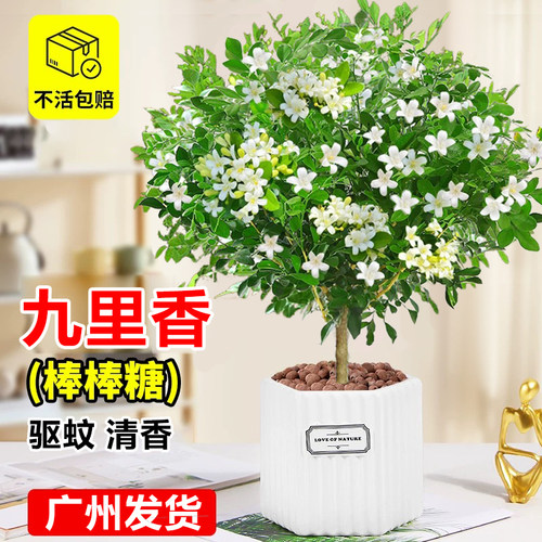 九里香独杆树苗客厅浓香四季开花