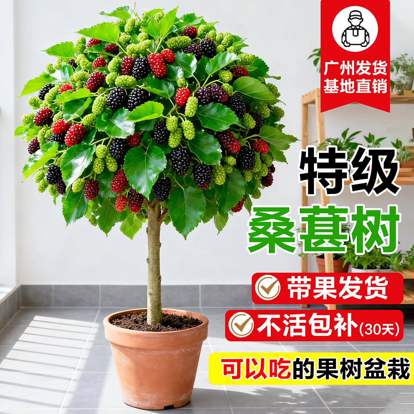 桑葚树苗长果桑葚叶盆栽带果可食用新鲜绿植四季好养蓝莓树果树苗