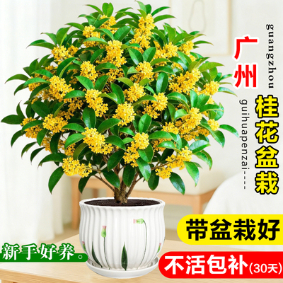 桂花树四季桂金桂室内浓香可食用