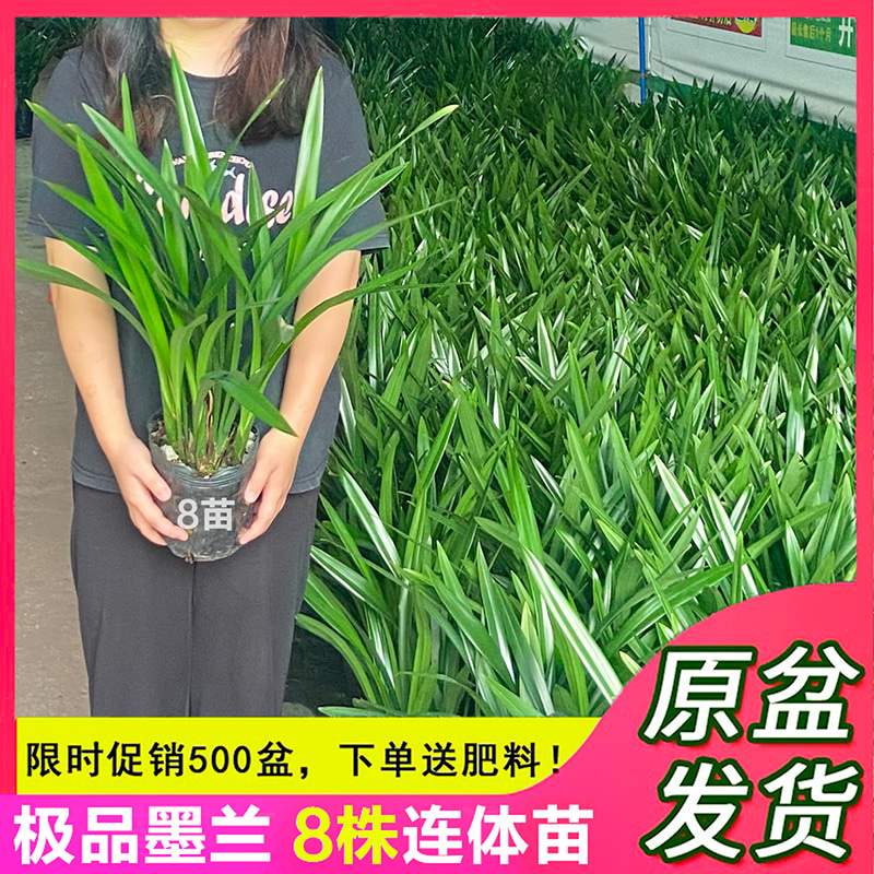 兰花盆栽墨兰企黑浓香型花卉室内四季好养耐寒植物客厅办公室盆景