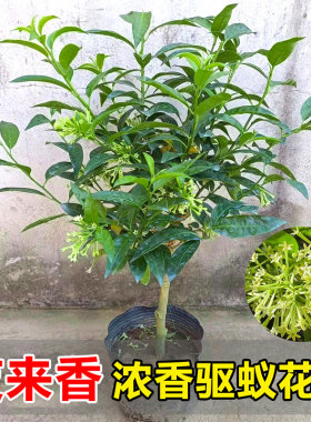 浓香型庭院花兴卉驱蚊秋季夜来香