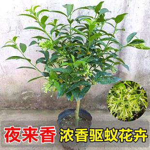 夜来香盆栽花苗带花苞阳台庭院老桩树苗四季浓香型花卉驱蚊草植物