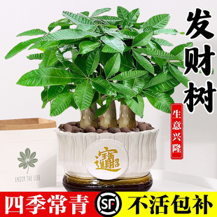 三杆发财树盆栽办公室桌面绿植招财树苗室内客厅摆件中式小型盆景