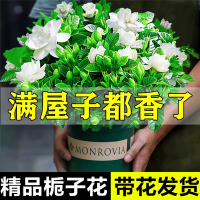 栀子花带花苞室内浓香四季开花