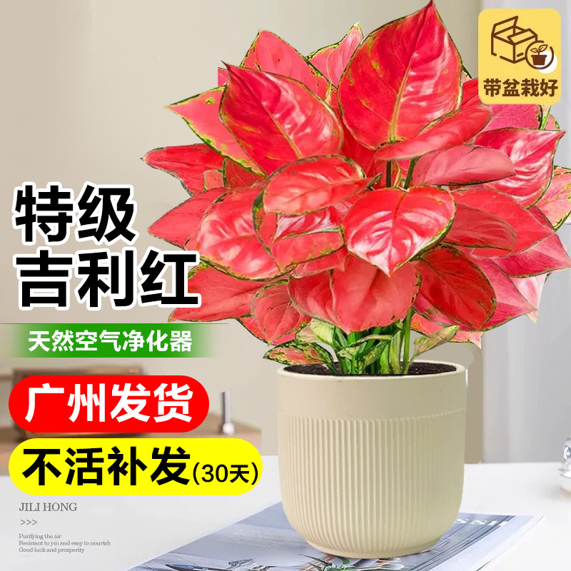 如意吉利红万年红绿植室内盆栽客厅桌面大叶花卉植物四季净化空气,鲜花速递/花卉仿真/绿植园艺,绿植,淘宝优惠券,粉丝福利购,淘宝优惠卷