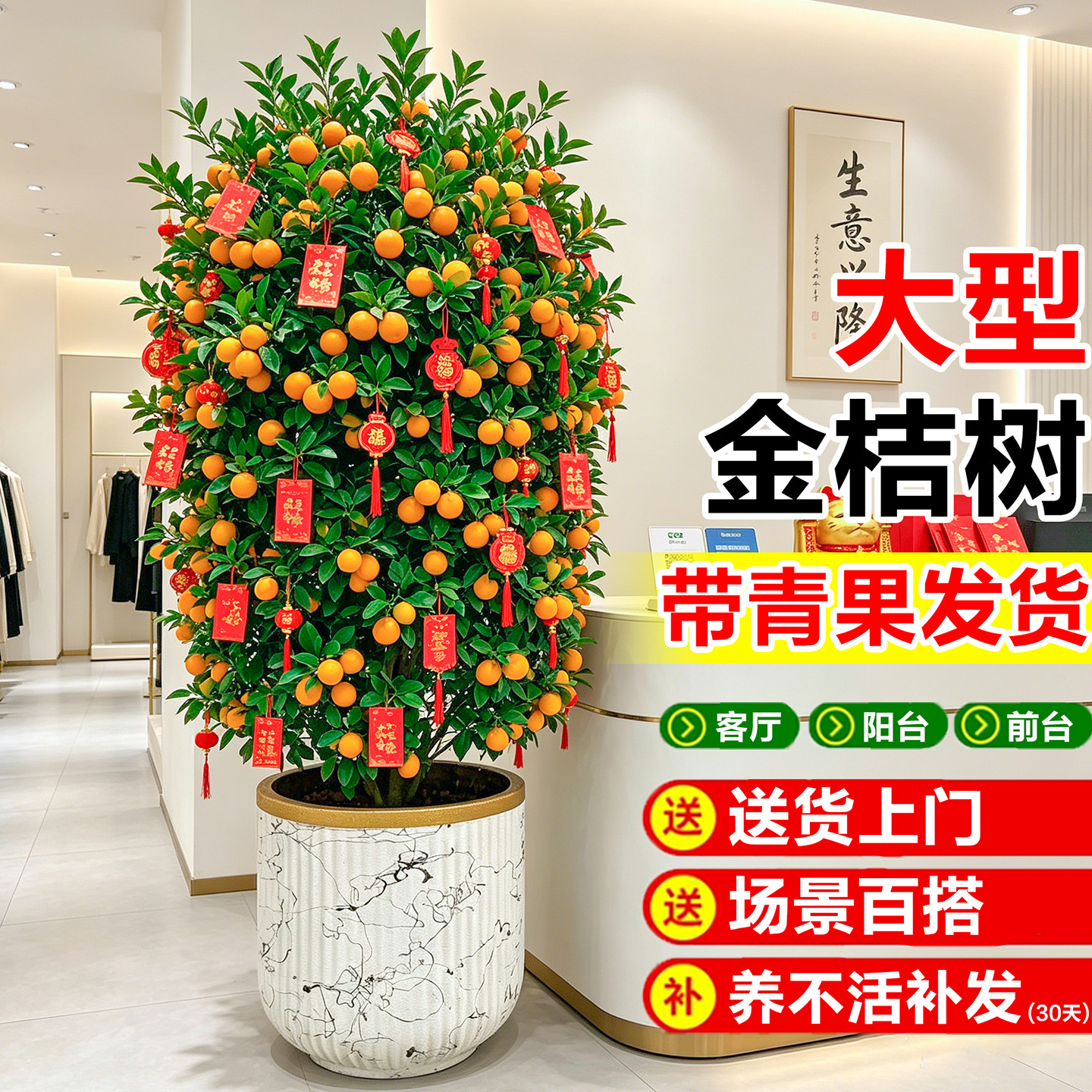 金桔树盆栽带果四季橘子树室内大型绿植物客厅招财树摆件开业送礼图片