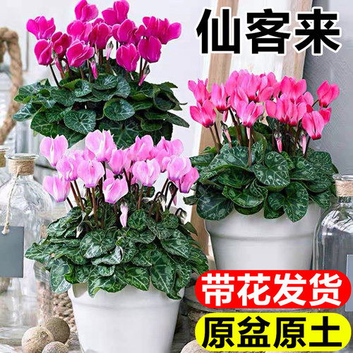 仙客来带花苞耐寒室内年宵花盆景
