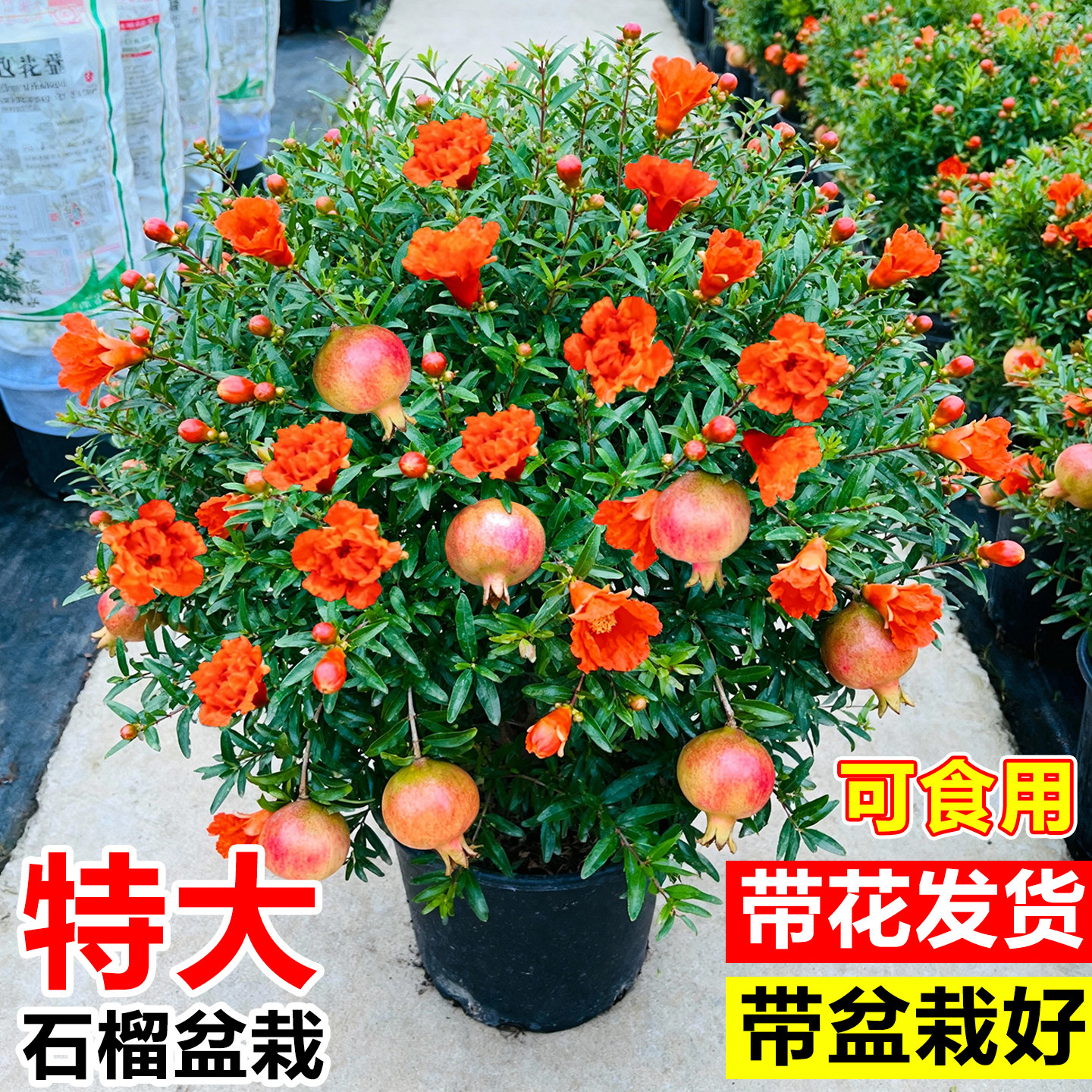 石榴花盆栽带花客厅旺宅真花绿植年宵花盆景植物室内阳台观赏果树