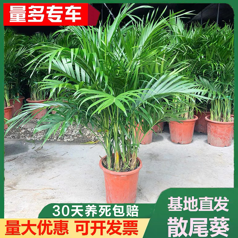 散尾葵盆栽美观吸甲醛