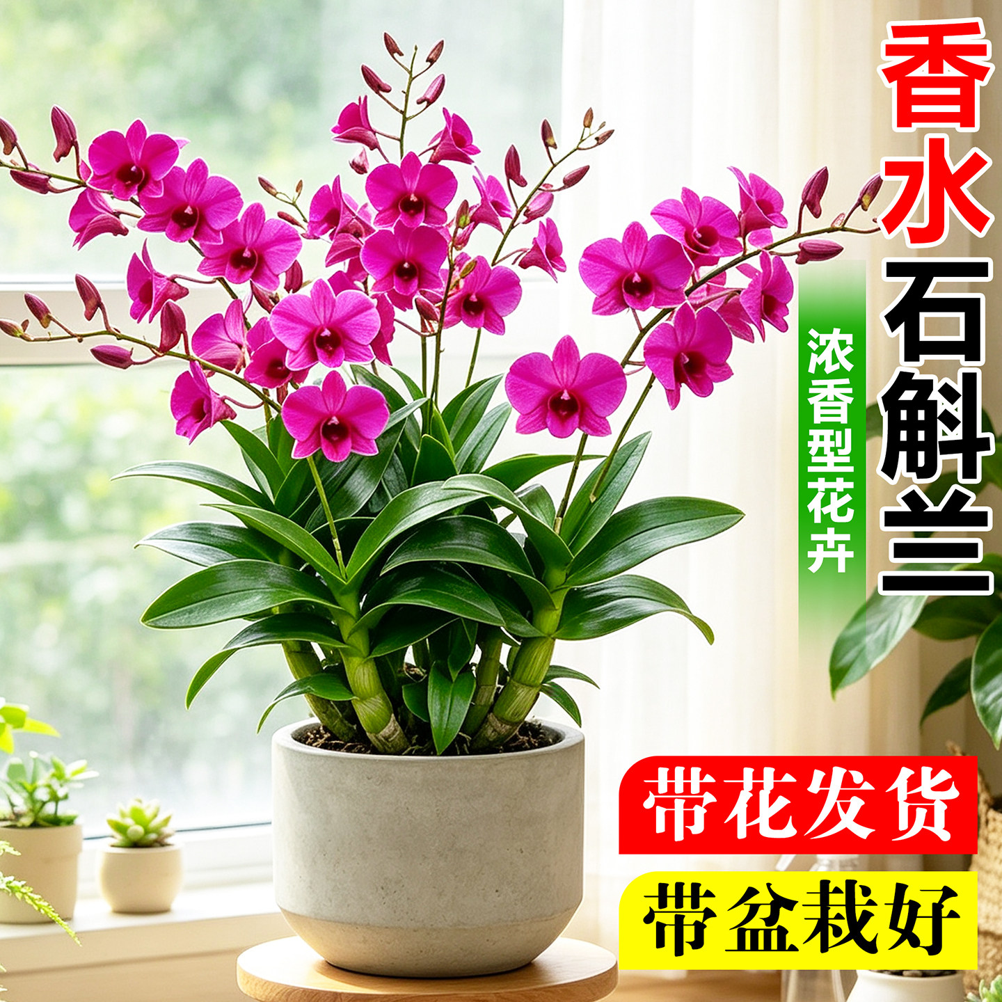 香水石斛兰盆栽带花秋石斛室内浓香花卉客厅盆景办公桌绿植蝴蝶兰图片