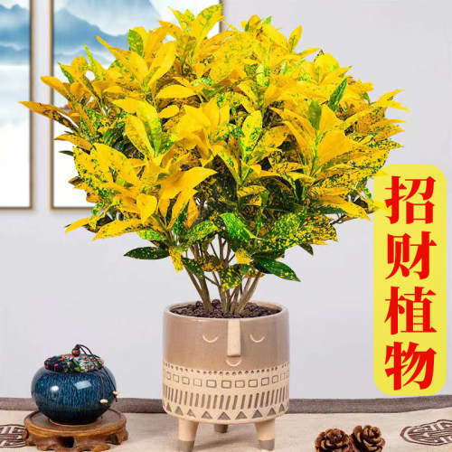 洒金榕盆栽客厅阳台室内观叶植物