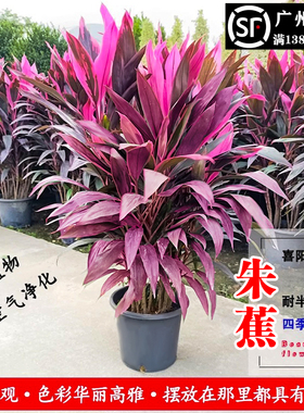 红叶朱蕉盆栽室内真绿植客厅旺宅植物富贵竹庭院观叶花卉四季常青