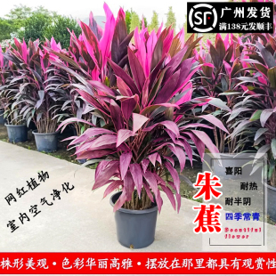 红叶朱蕉盆栽室内真绿植客厅旺宅植物富贵竹庭院观叶花卉四季常青