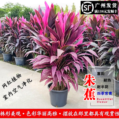 红叶朱蕉盆栽室内阳台四季常青