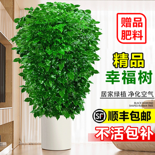 幸福树客厅大盆栽办公室除甲醛植物老桩平安树丛生绿宝发财树绿植