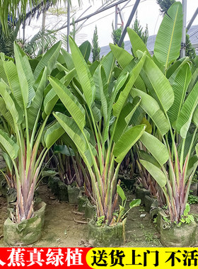 旅人蕉盆栽大型室外美人蕉庭院大绿植好养耐寒耐热阳台易活天堂鸟