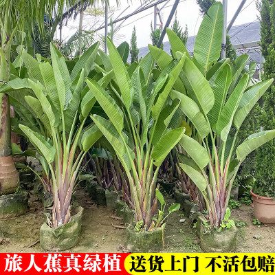 旅人蕉盆栽好养耐寒耐热