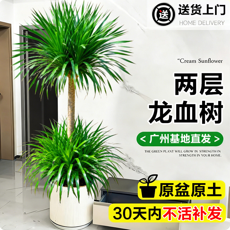 龙血树客厅绿植办公室内大型植物盆栽新房装饰摆件造型龙须树盆景