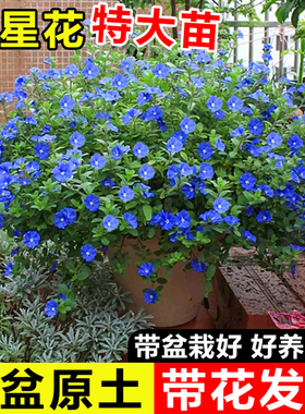 蓝星花盆栽带花苞阳台庭院四季蓝色观赏花卉室内可垂吊耐热植物苗