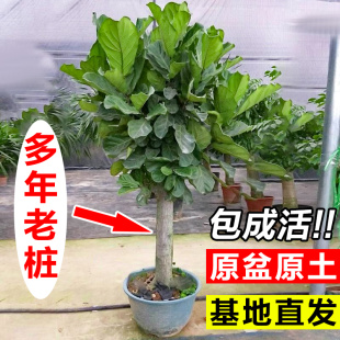 琴叶榕客厅大叶型老桩绿植盆栽橡皮树室内吸甲醛盆景好养真花植物