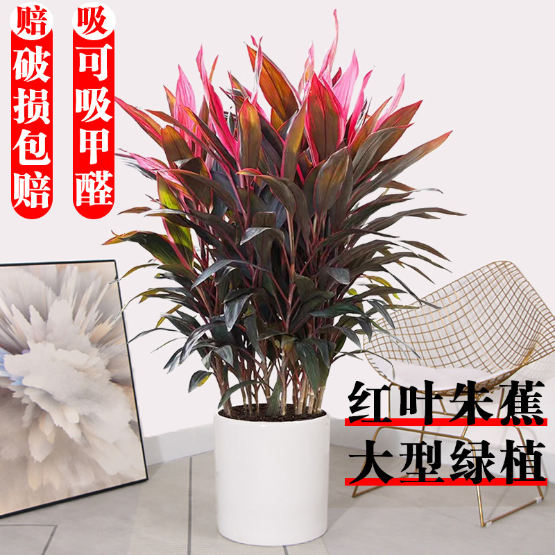 红叶朱蕉盆栽室内吸甲醛净化空气可水培植物好养客厅网红大型绿植