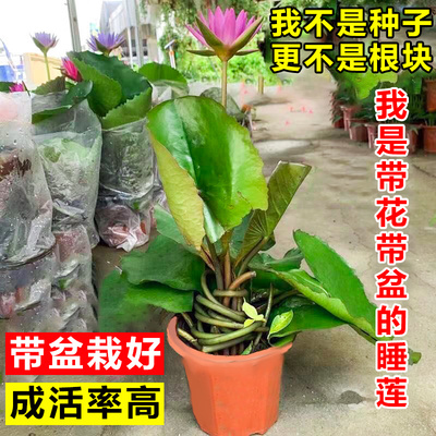 睡莲带花苞池塘四季耐热水培植物