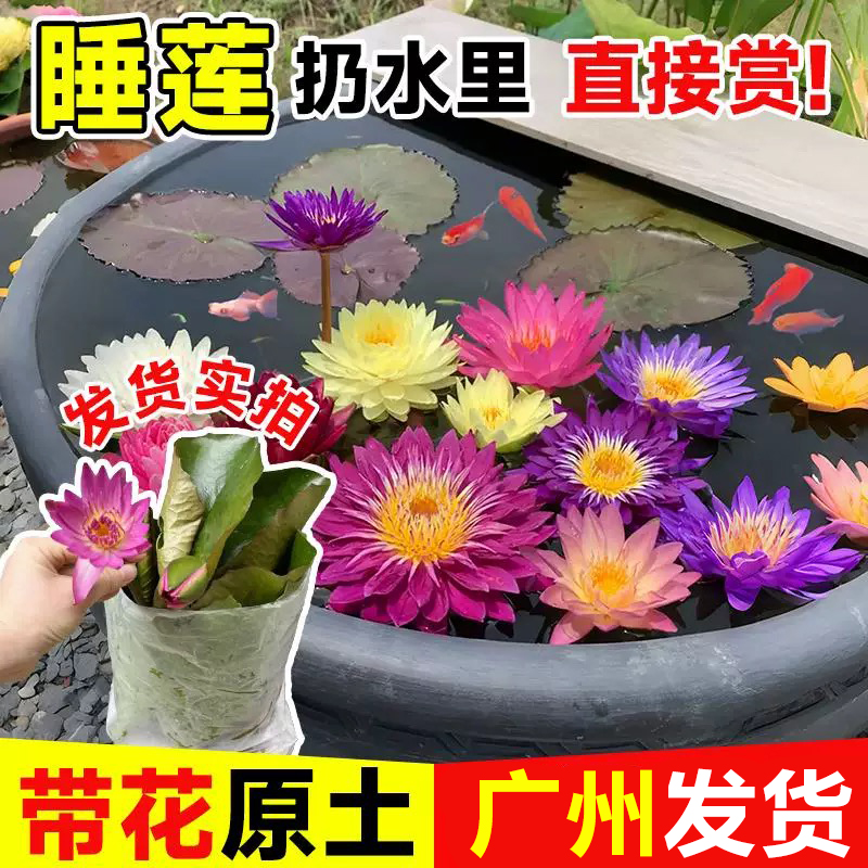 睡莲带花苞成品荷花苗池塘水养
