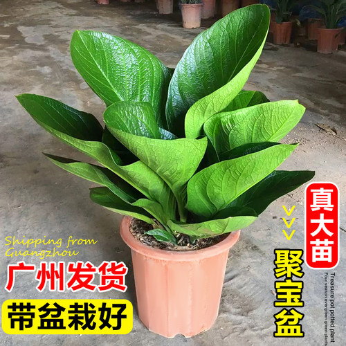 聚宝盆绿植室内招财好养懒人花卉