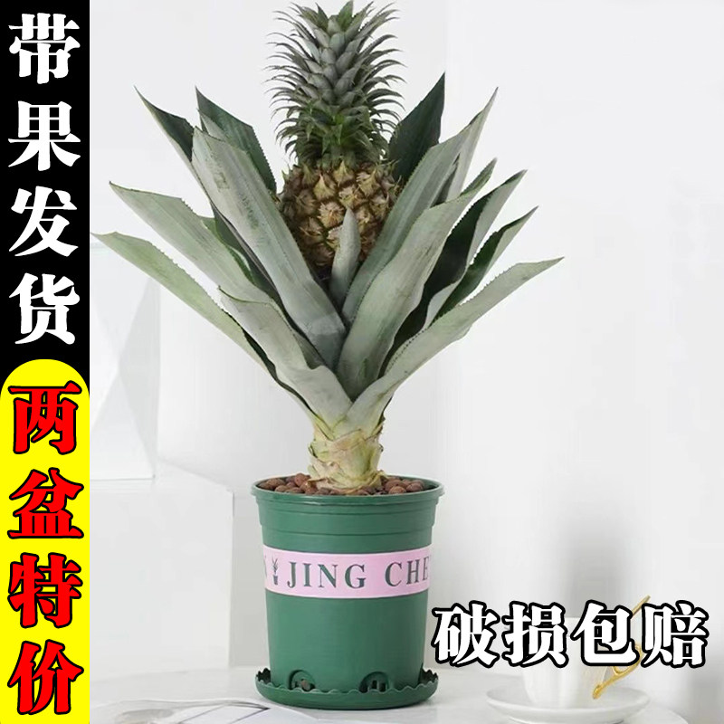 菠萝盆栽凤梨带果实发货可食用室内客厅阳台庭院可种植绿植好养活