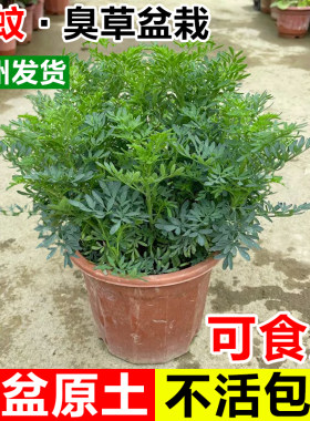 臭草芸香草盆栽可食用阳台庭院