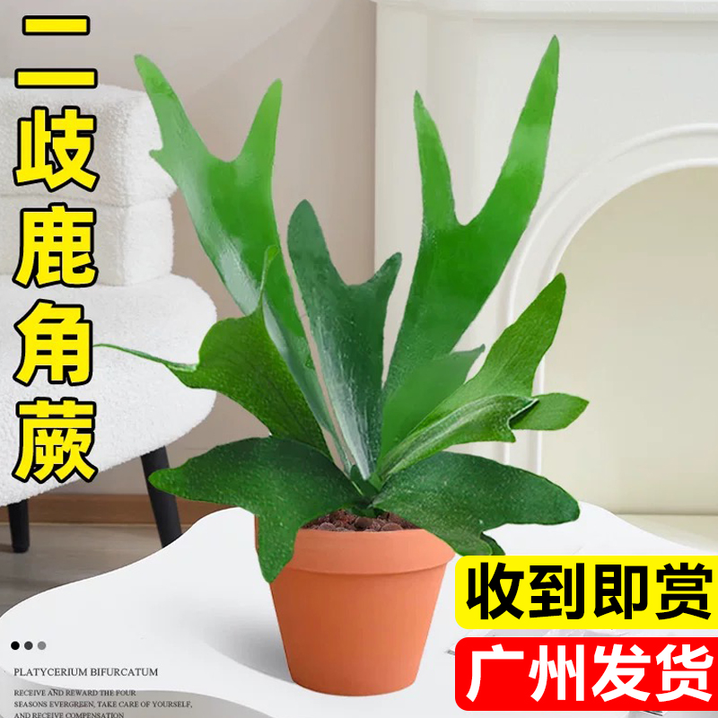 鹿角蕨盆栽室内耐阴蕨类植物壁挂
