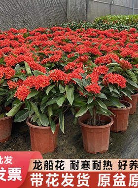 龙船花百日红阳台庭院四季开花