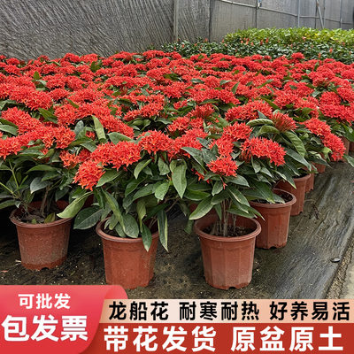 龙船花百日红阳台庭院四季开花