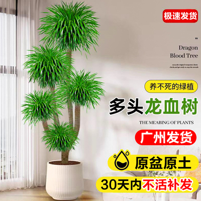 龙血树盆栽室内落地绿植物老桩多头龙须树客厅除甲醛四季常青盆景