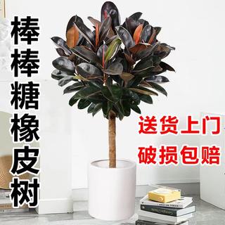 橡皮树黑金刚盆栽植物室内净化空气办公室大型绿植客厅四季常青