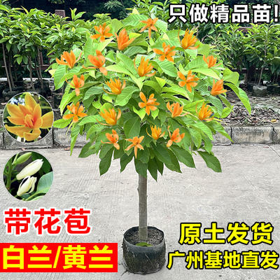 黄角兰树苗盆栽阳台庭院
