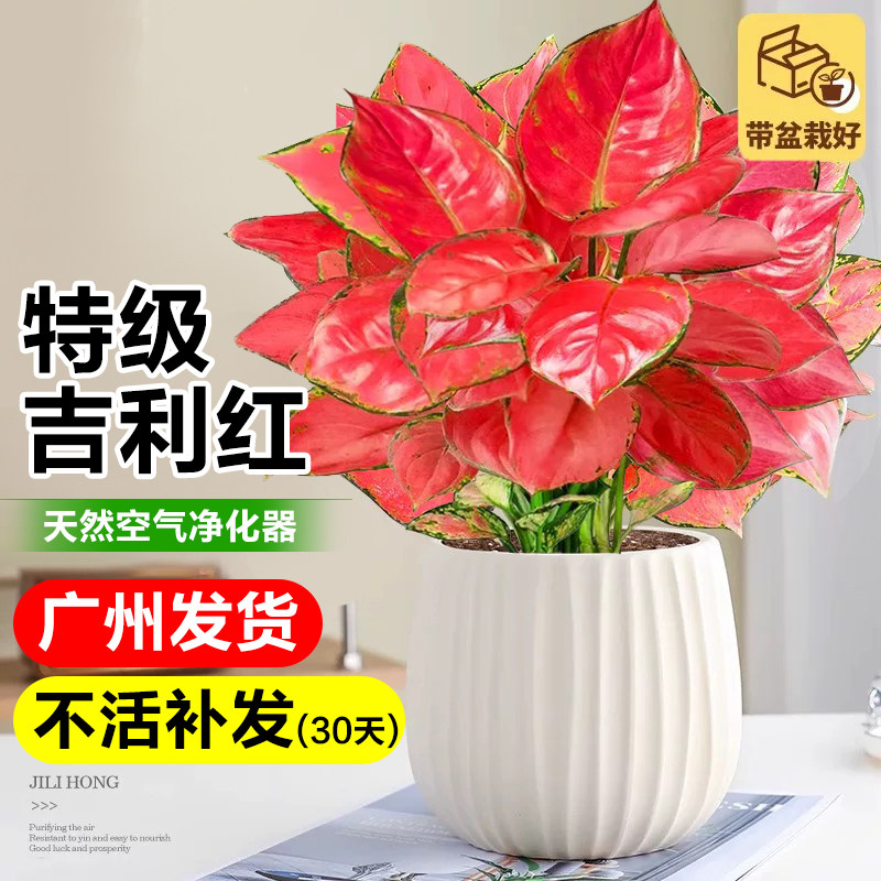 如意吉利红万年红绿植室内盆栽客厅桌面大叶花卉植物四季净化空气