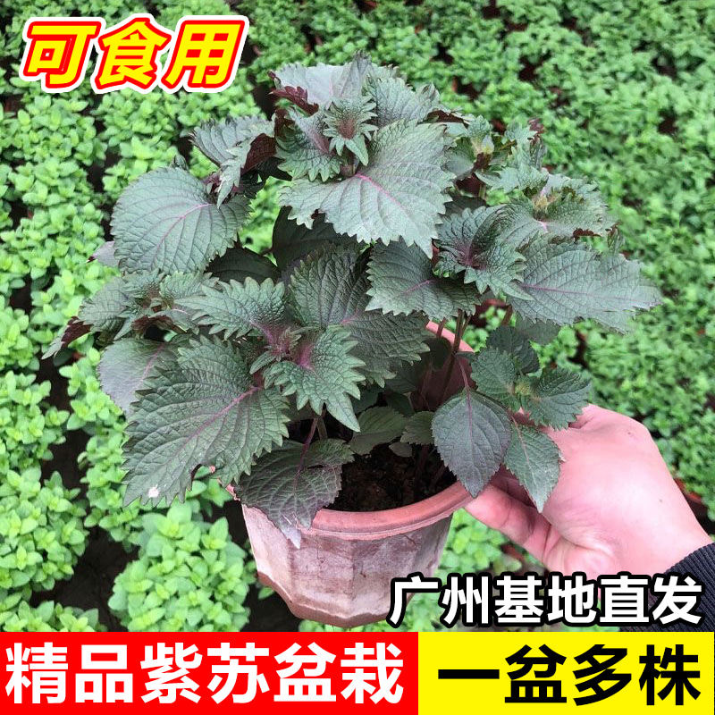 可食用紫苏盆栽阳台庭院