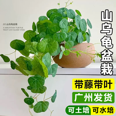 山乌龟盆栽带叶室内好养爬藤绿植