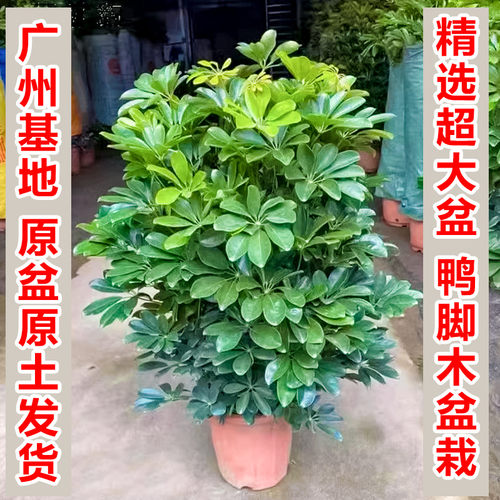 鸭脚木盆栽室内外净化空气发财树