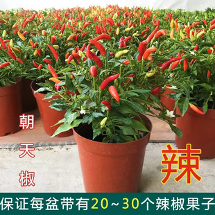 朝天椒盆栽带果可食用阳台庭院耐热绿植结果植物小米椒五彩辣椒苗