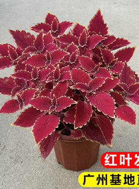 彩叶草五彩苏花苗室内外阳台庭院花卉盆栽易活四季红叶观叶绿植物