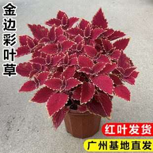彩叶草五彩苏花苗室内外阳台庭院花卉盆栽易活四季红叶观叶绿植物