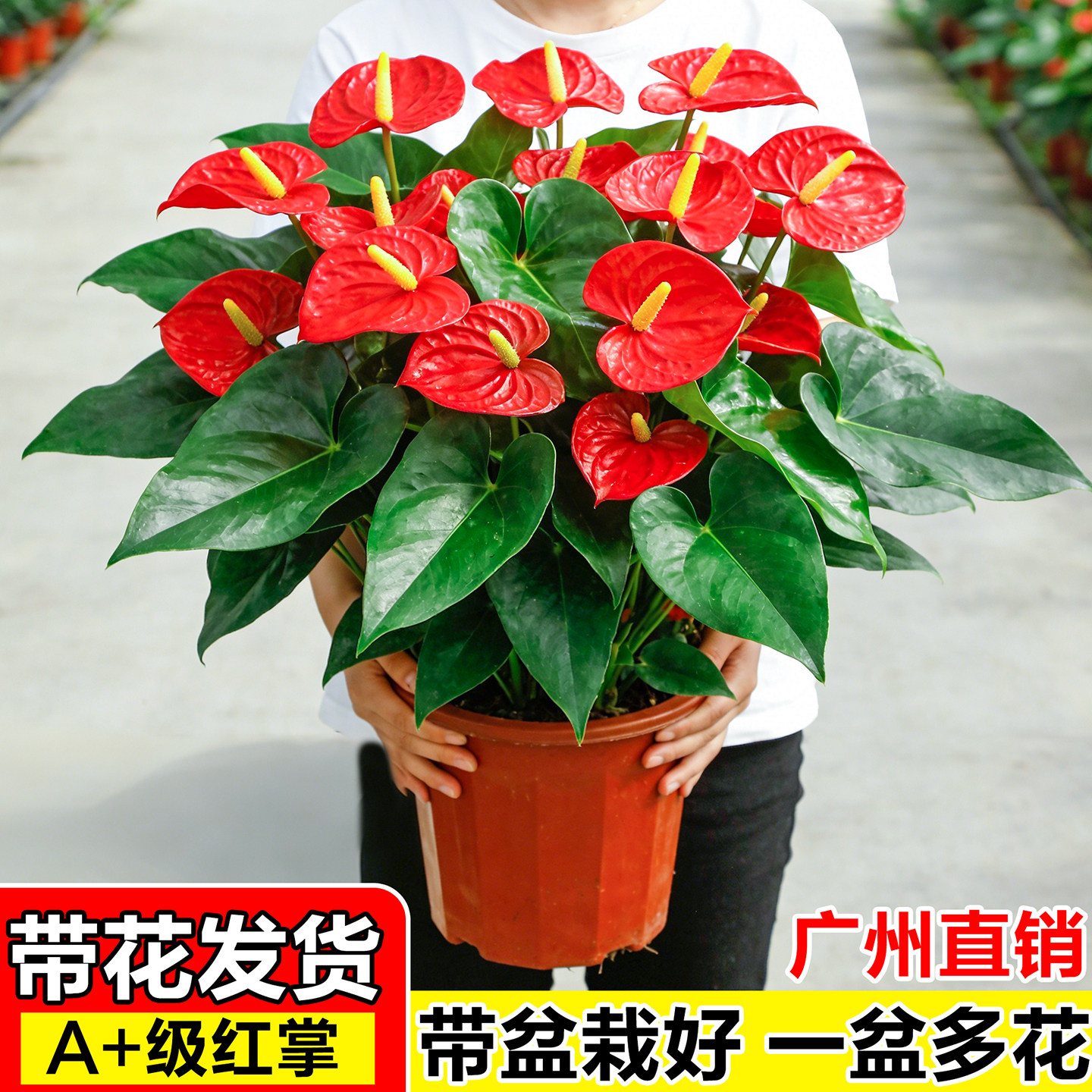 红掌盆栽带花大叶大花室内客厅四季一帆风顺懒人鲜花卉桌面绿植物